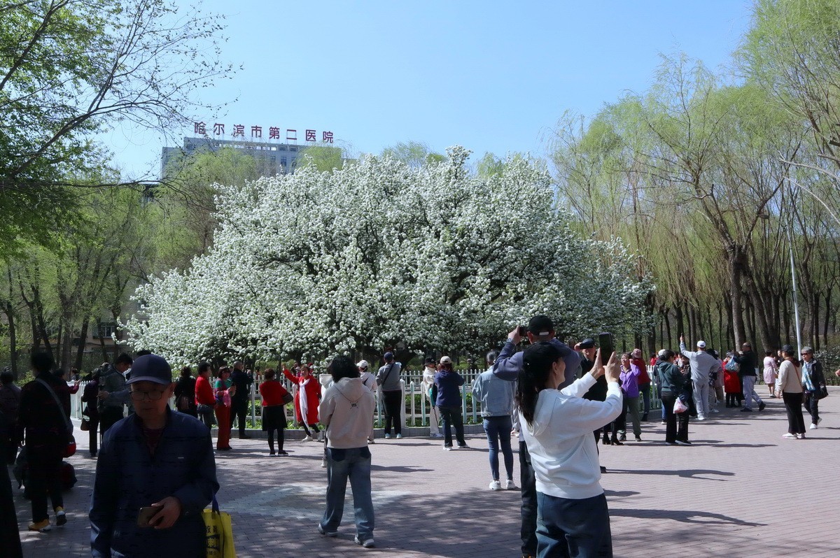 重遊古梨园     2/3