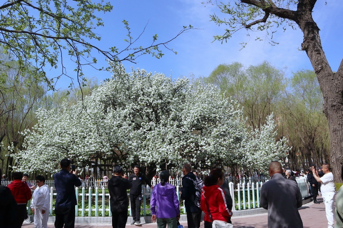 重遊古梨园     2/3