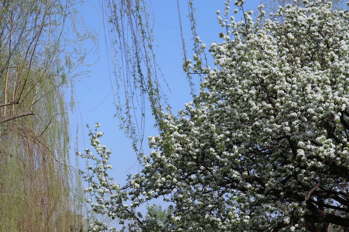 重遊古梨园     2/3