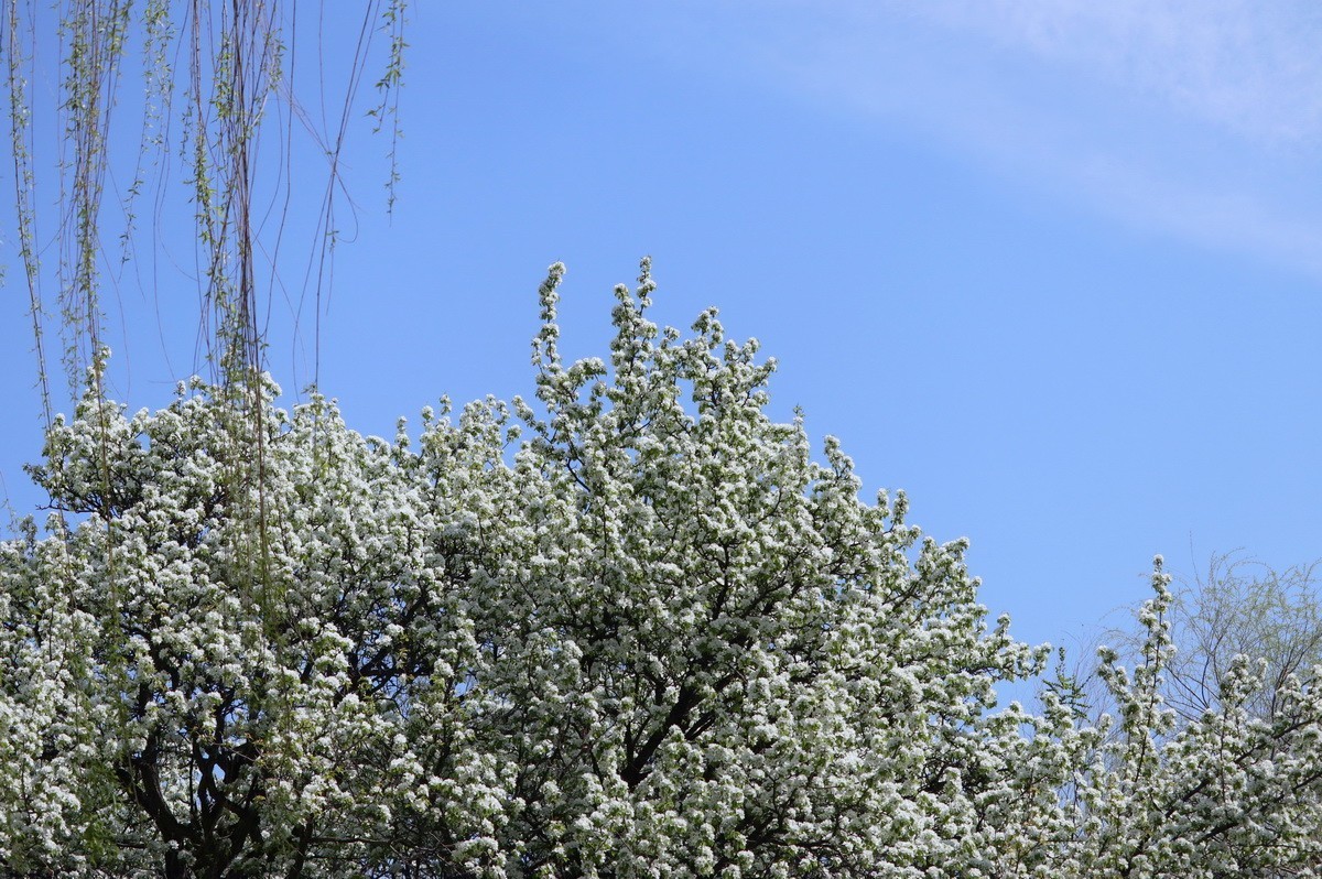 重遊古梨园     2/3