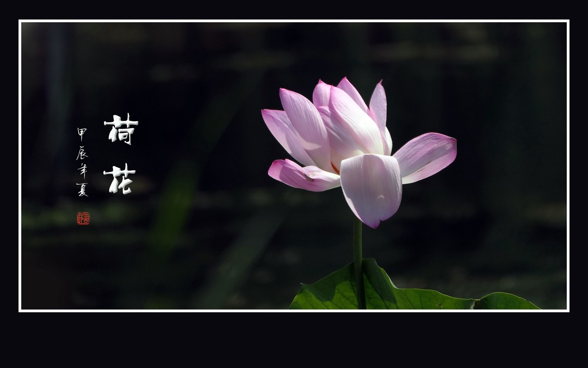 陶然亭旁荷花乐陶然