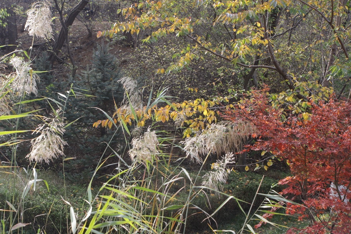 滨城游拍——初冬植物园（2024-1）