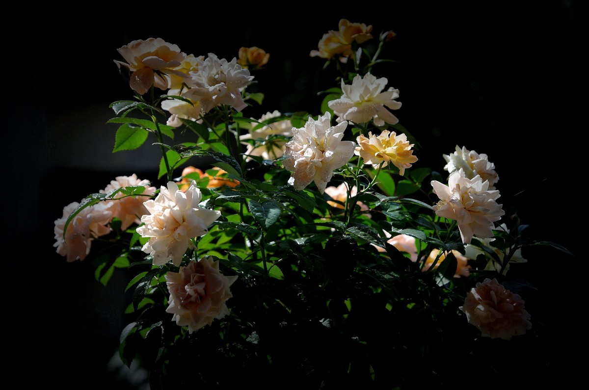 月季盛开（续）