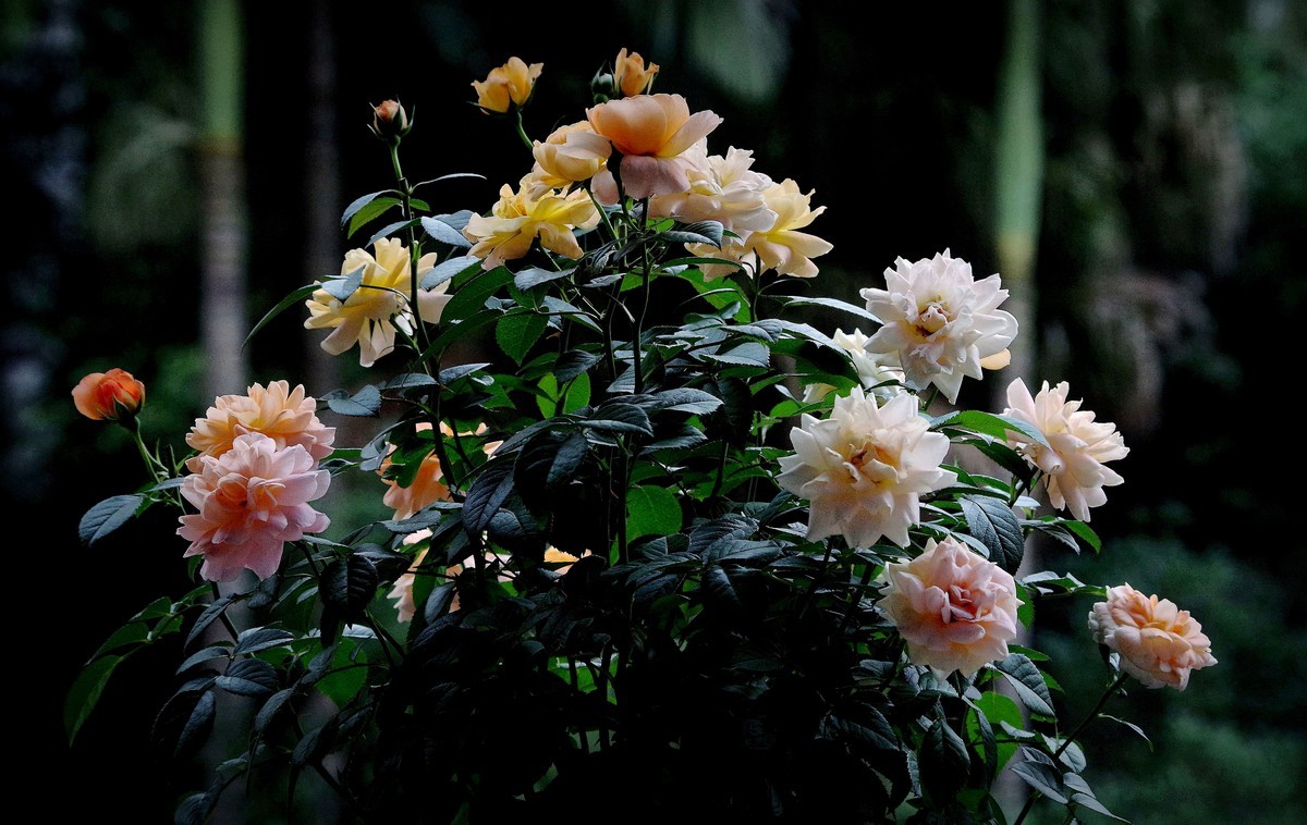 月季盛开（续）