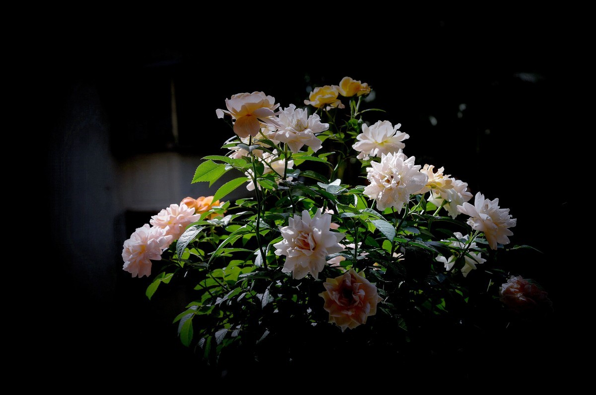 月季盛开（续）