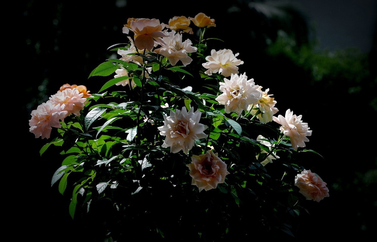 月季盛开（续）