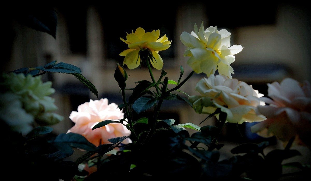 月季盛开（续）