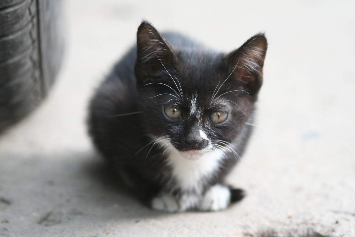 黑猫~