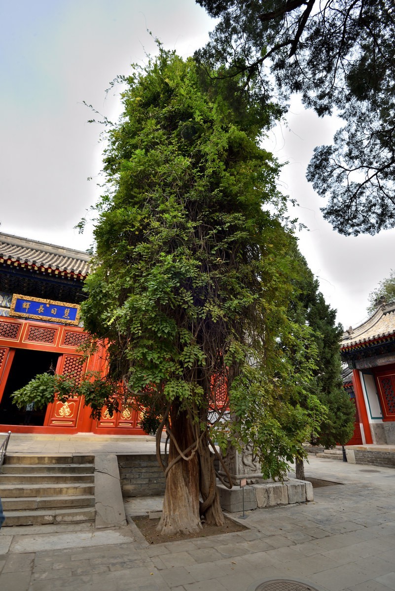 万寿寺  北京艺术博物馆2/6