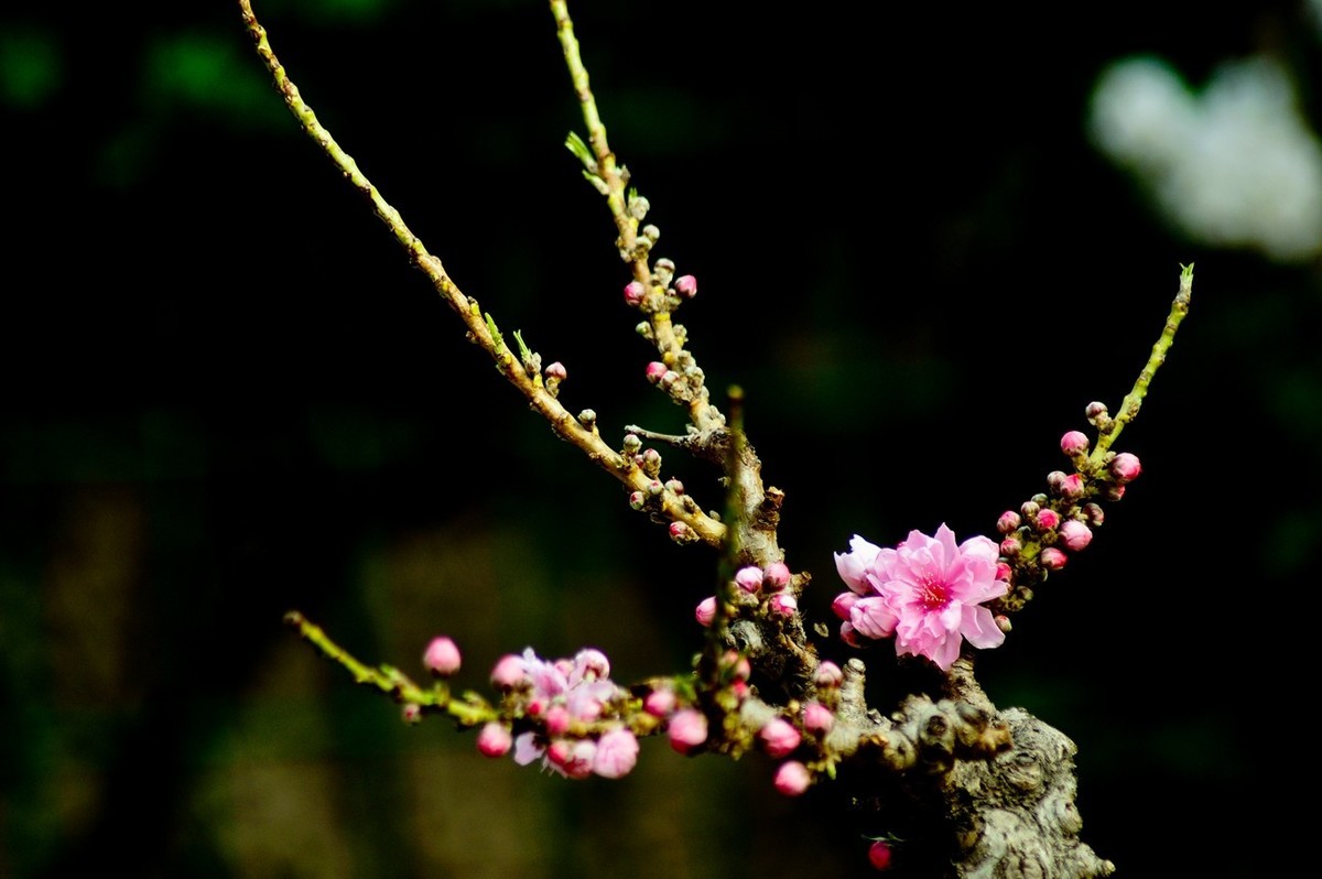 酷暑赏春花（三）