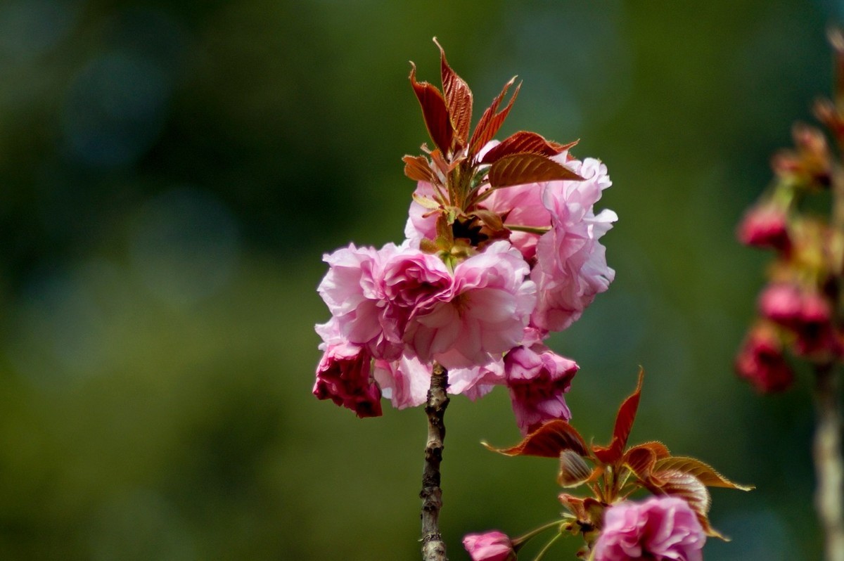 酷暑赏春花（三）
