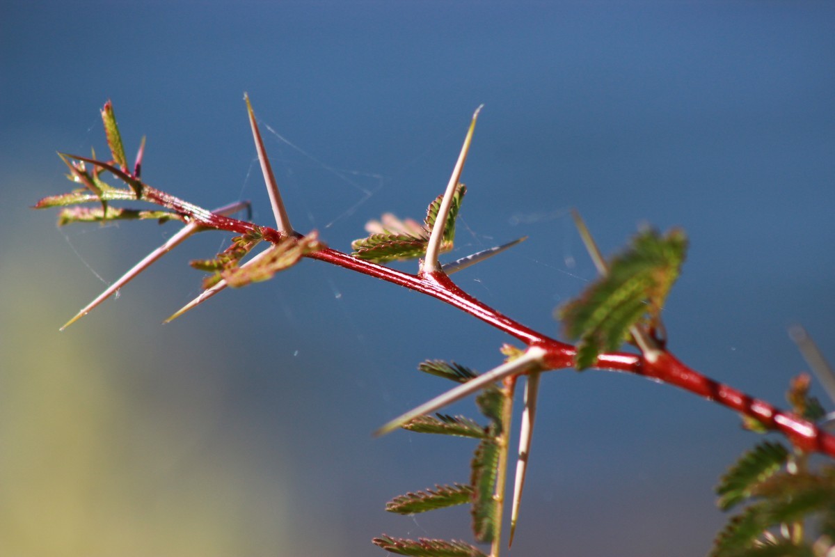路边采野花，野草，野生灵。