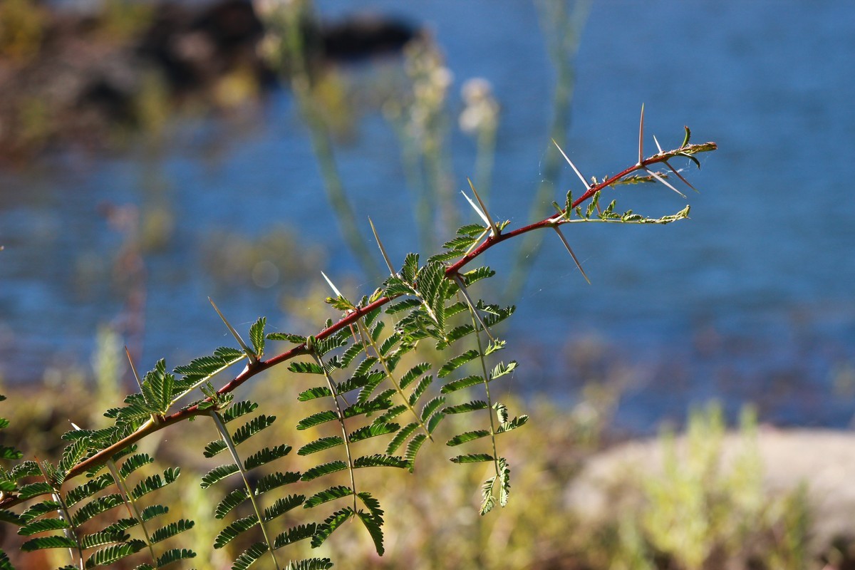 路边采野花，野草，野生灵。