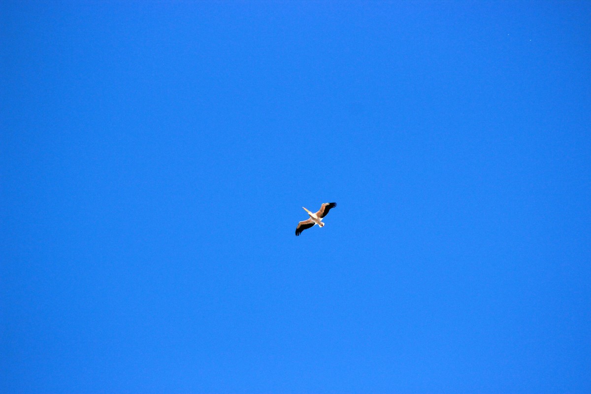 路边采野花，野草，野生灵。