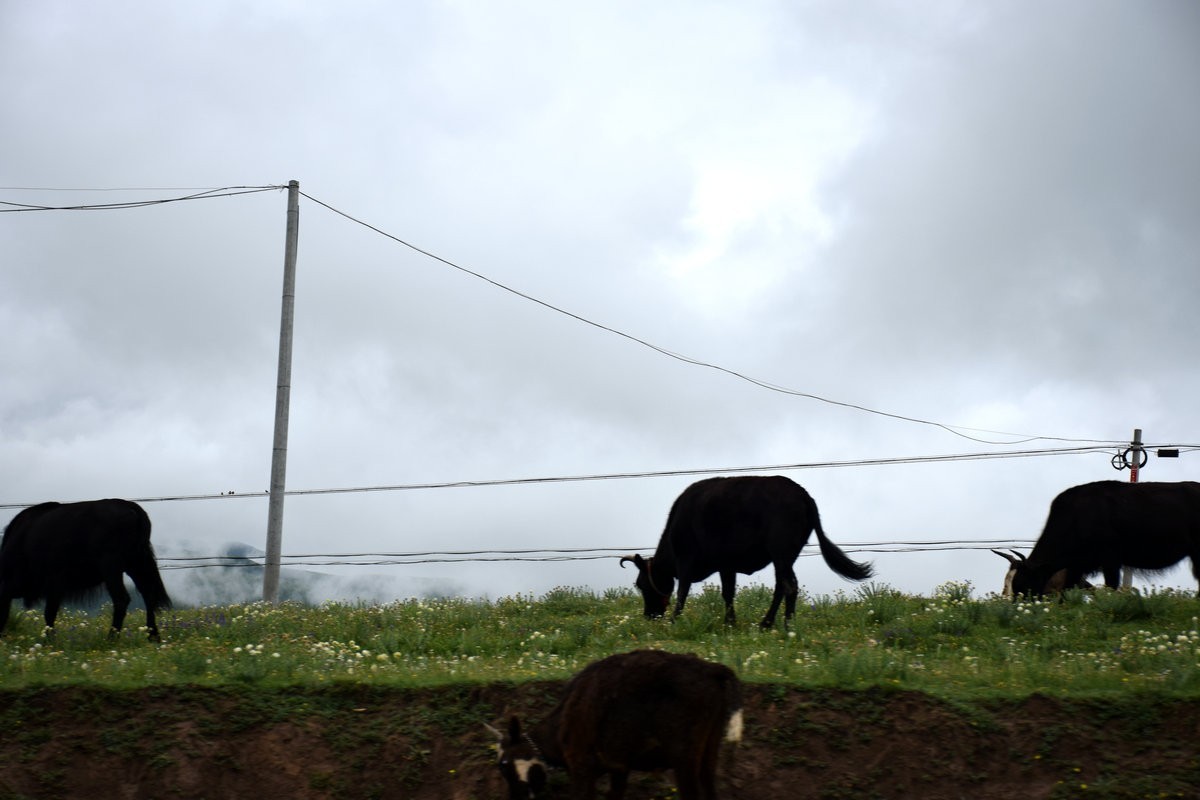 2023夏 黔赣鄂渝川（104）甘孜县