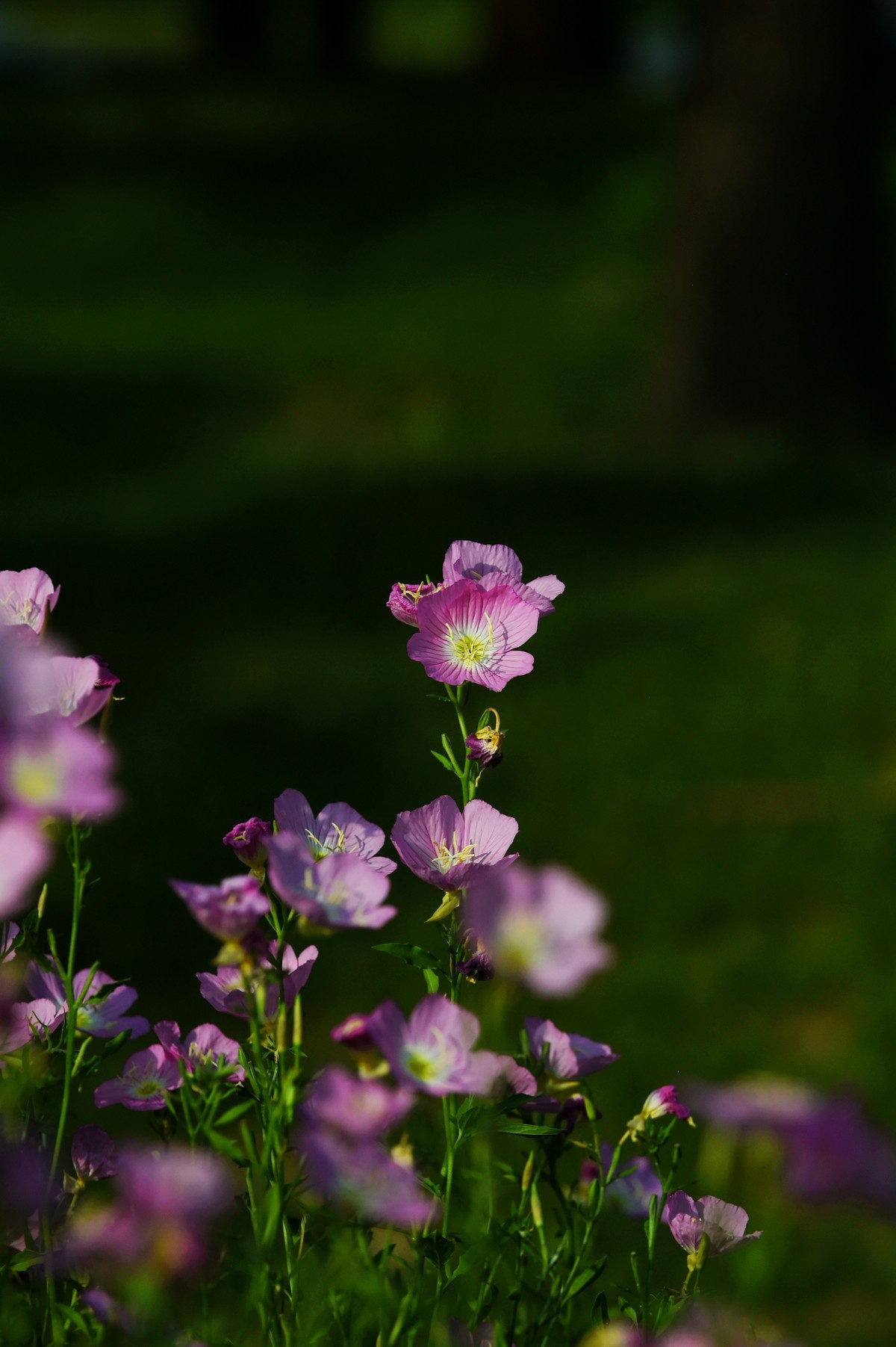 【图集】夏之初来 ▏月见草