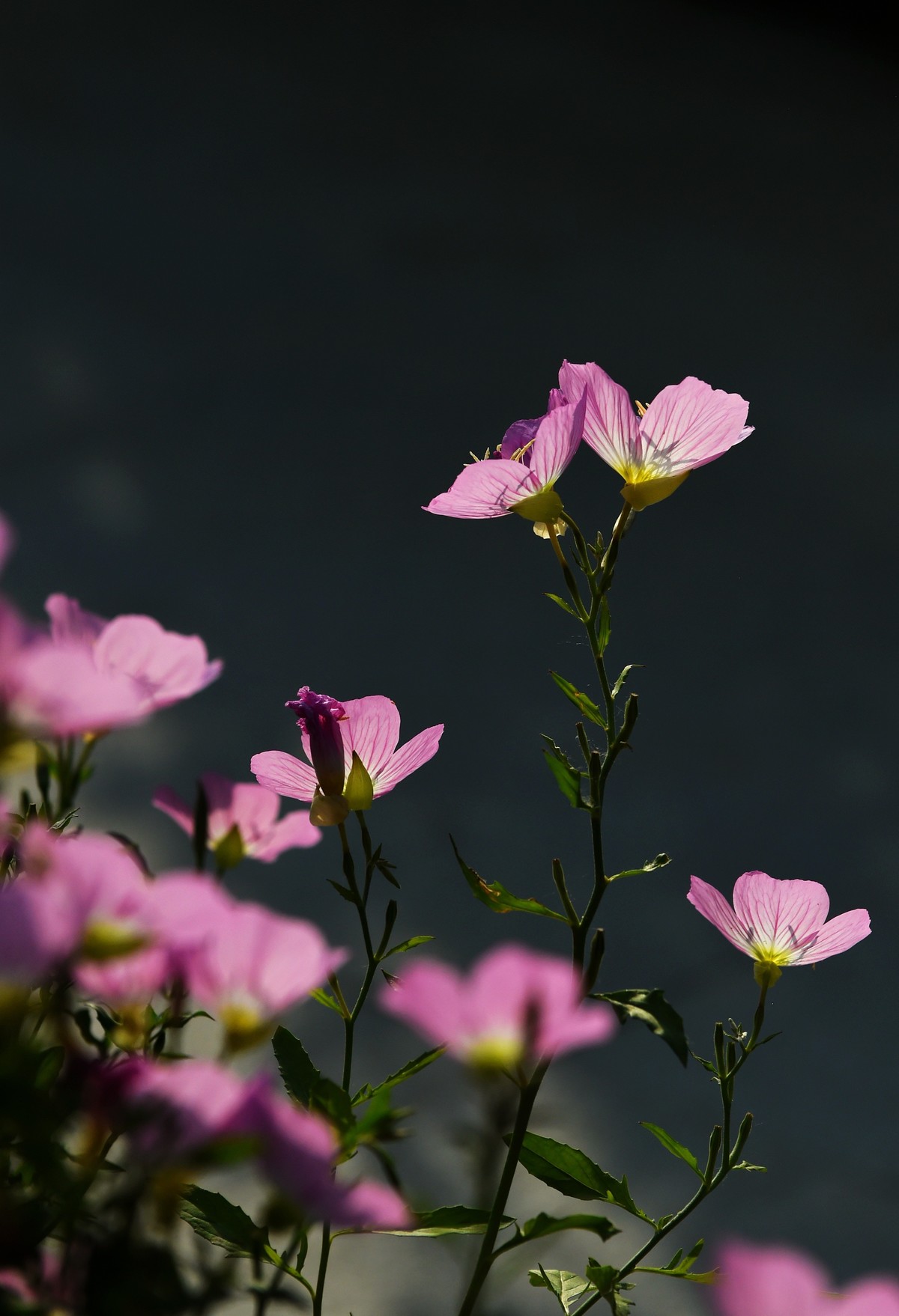 【图集】夏之初来 ▏月见草