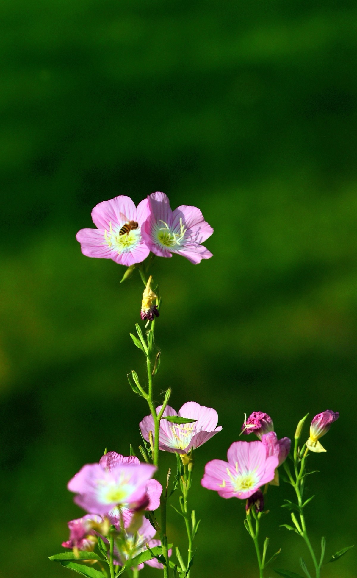 【图集】夏之初来 ▏月见草