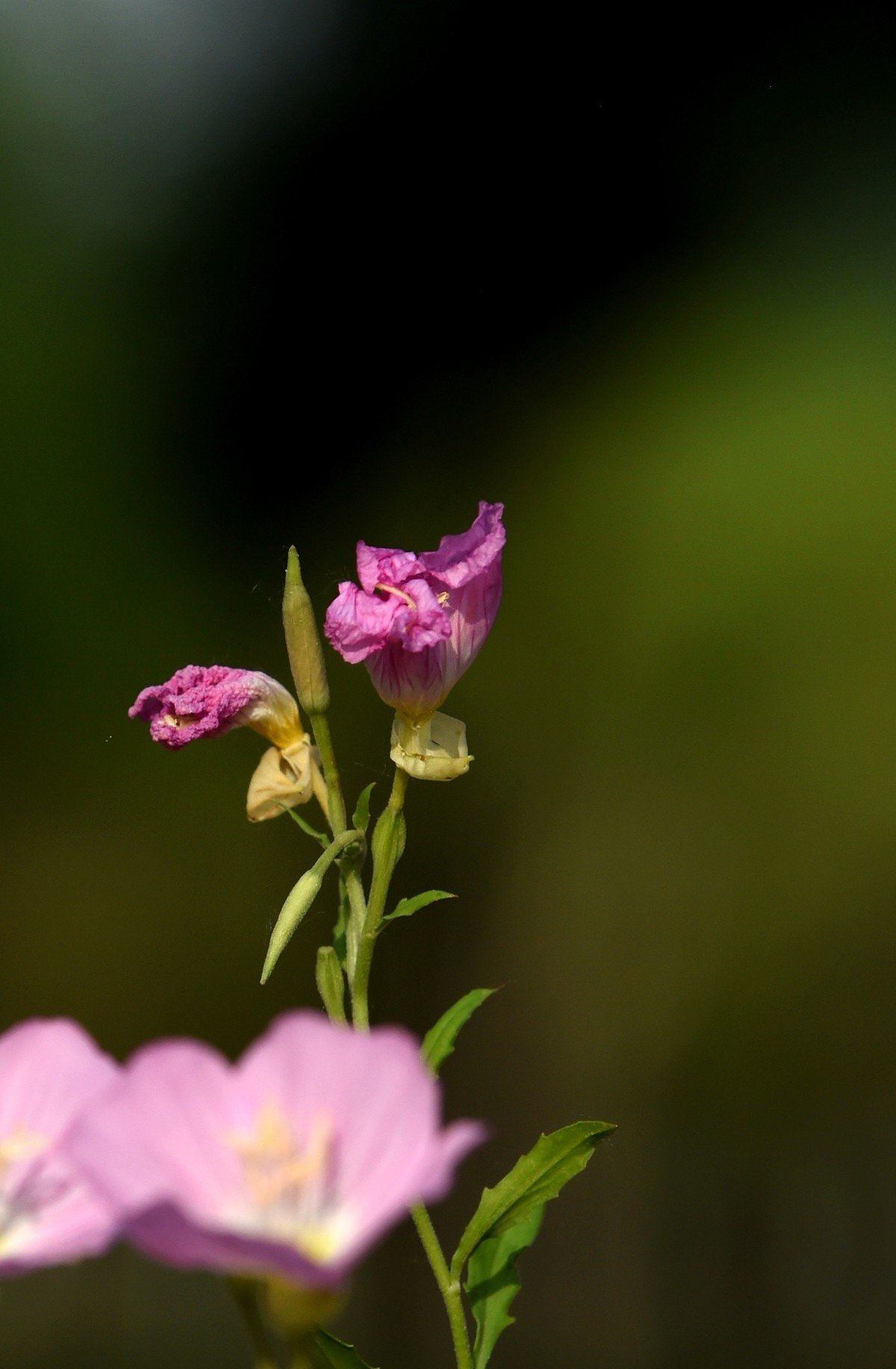 【图集】夏之初来 ▏月见草