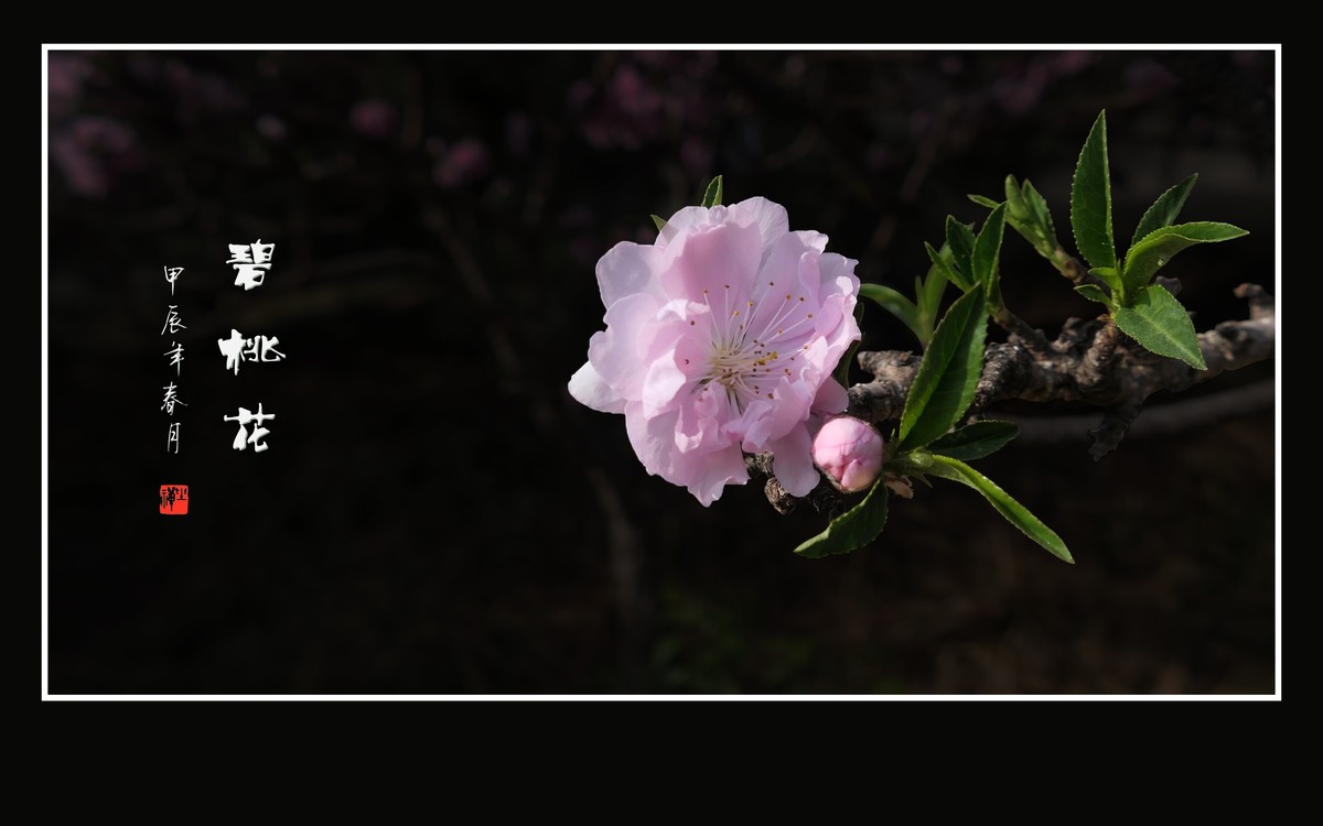 鲜艳粉嫩的粉花碧桃