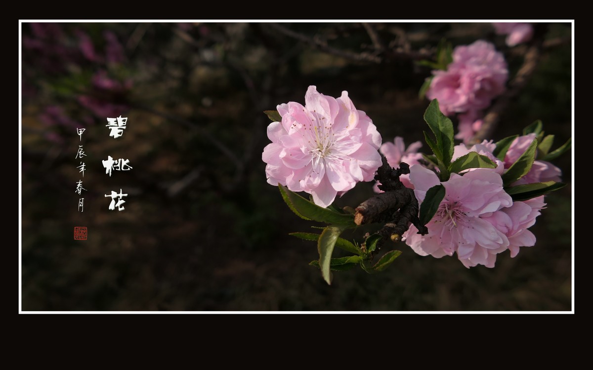 鲜艳粉嫩的粉花碧桃