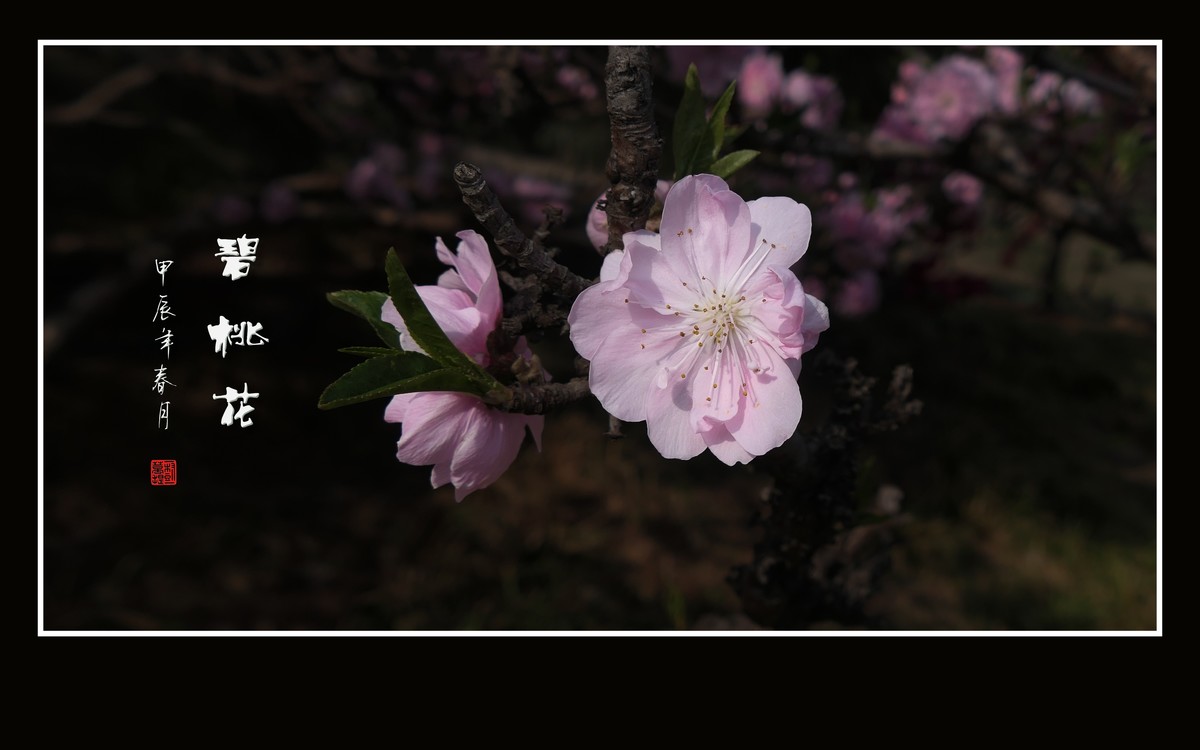 鲜艳粉嫩的粉花碧桃