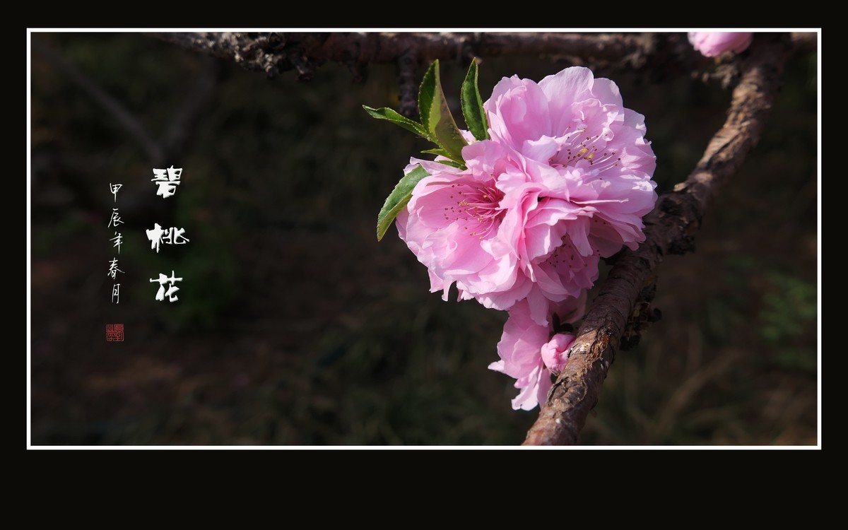 鲜艳粉嫩的粉花碧桃