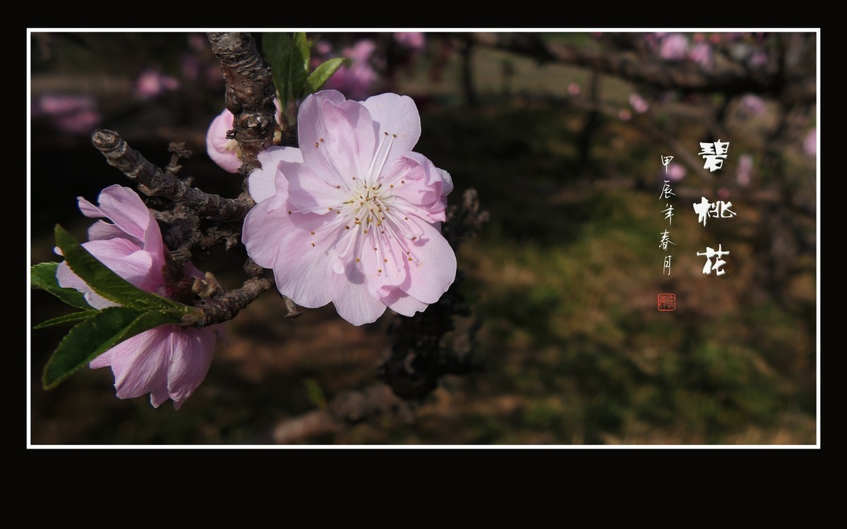 鲜艳粉嫩的粉花碧桃