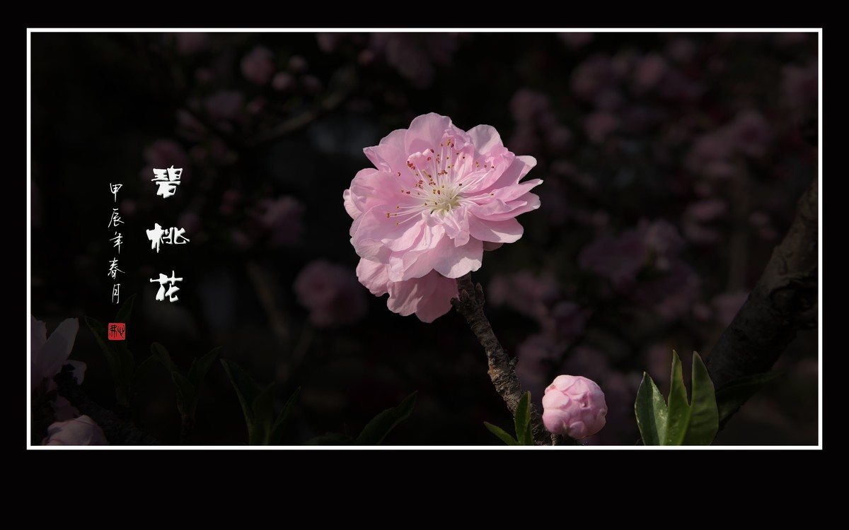 鲜艳粉嫩的粉花碧桃