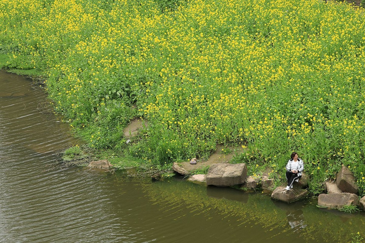 麻浩油菜花【四】