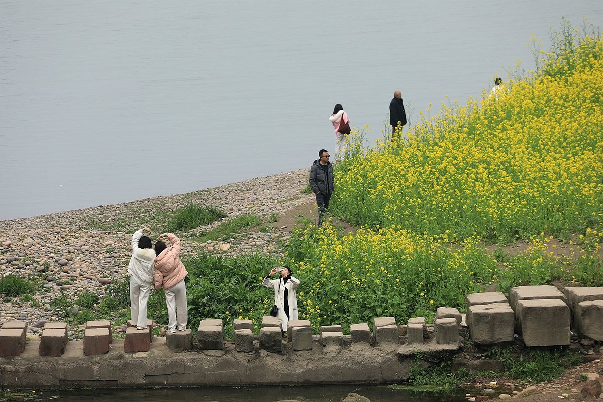 麻浩油菜花【四】
