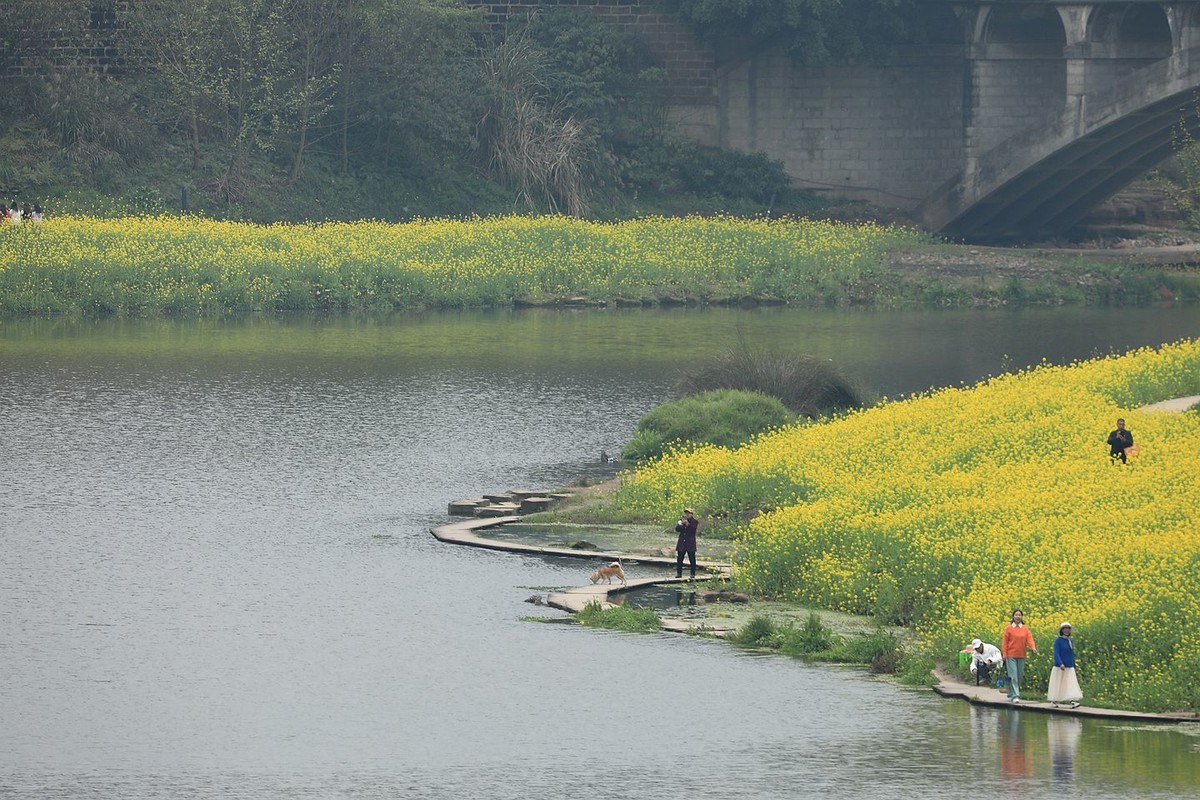 麻浩油菜花【四】