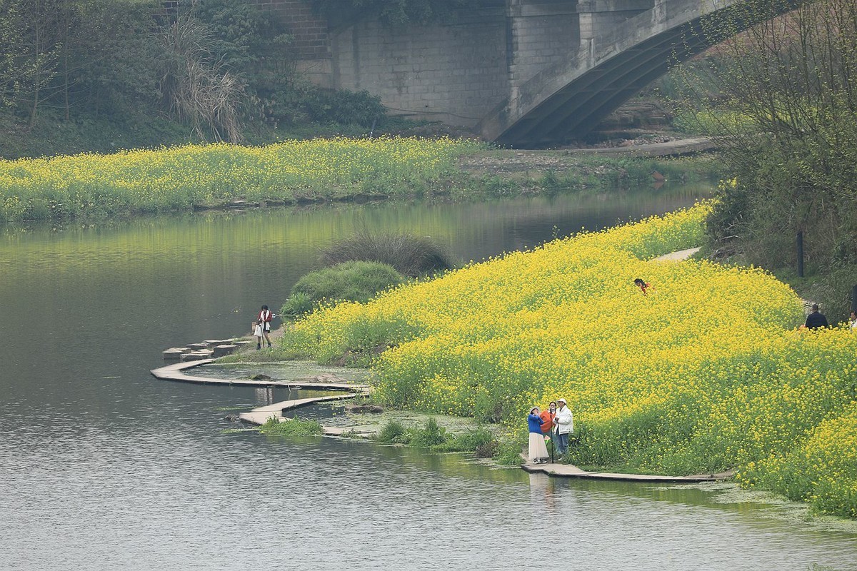 麻浩油菜花【四】