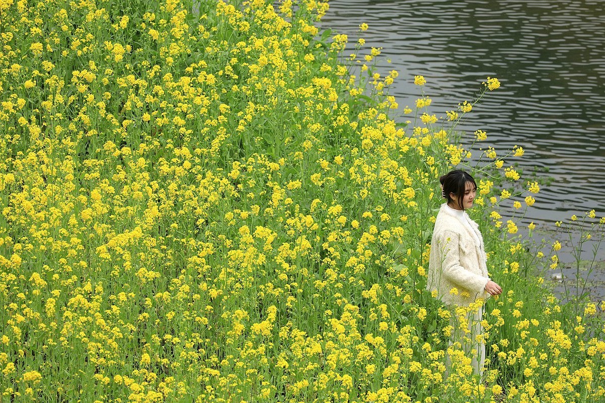 麻浩油菜花【四】