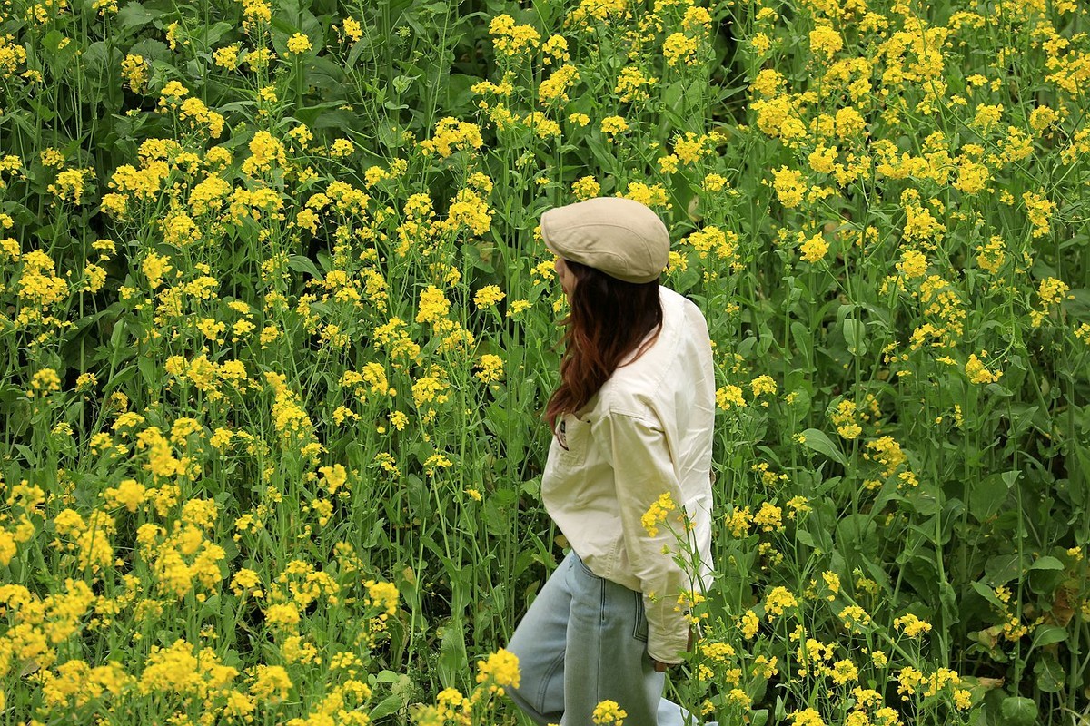 麻浩油菜花【四】