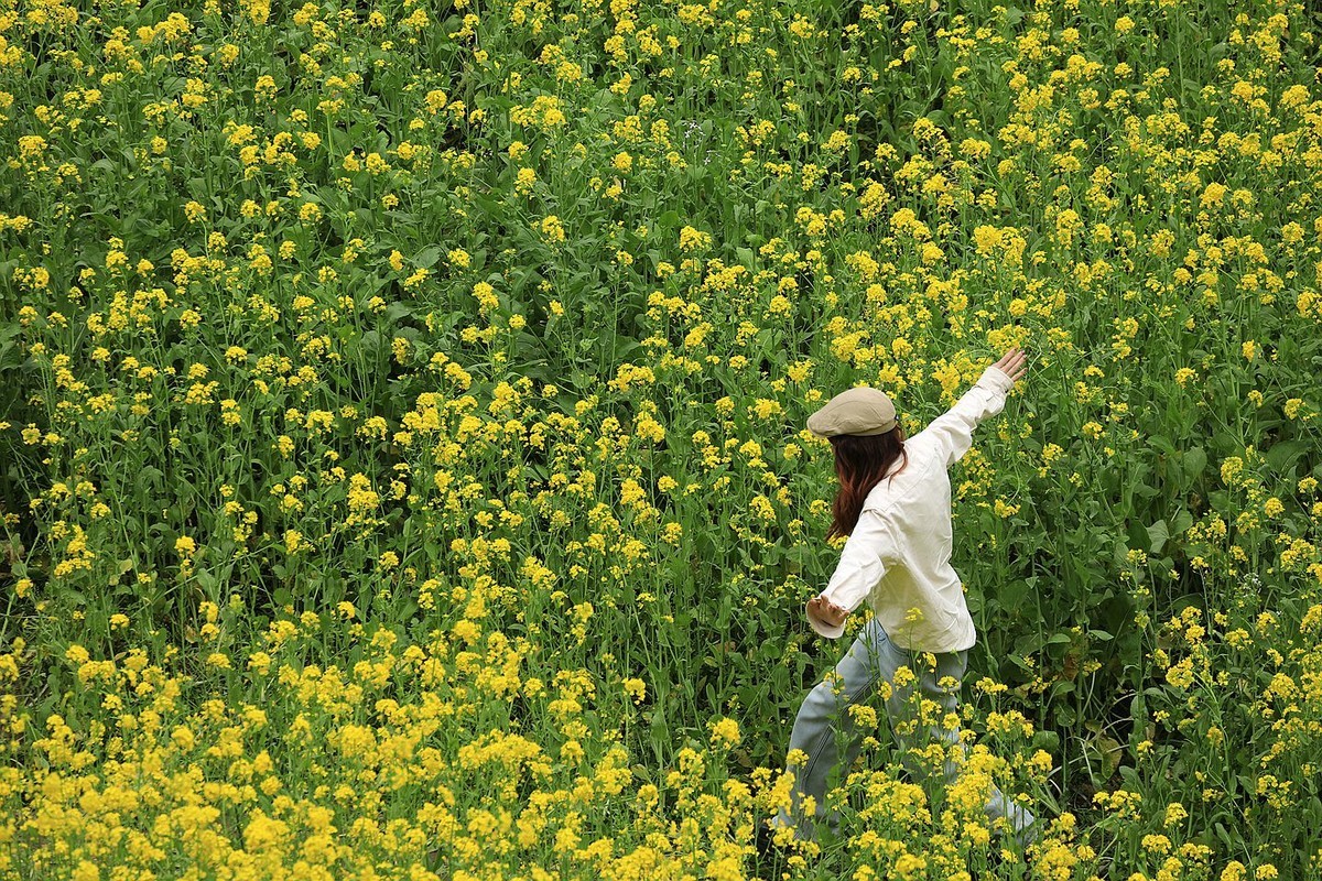 麻浩油菜花【四】