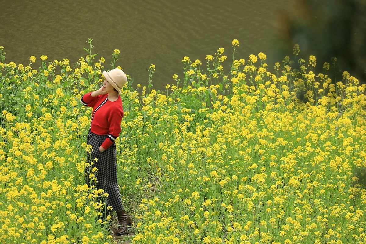 麻浩油菜花【四】