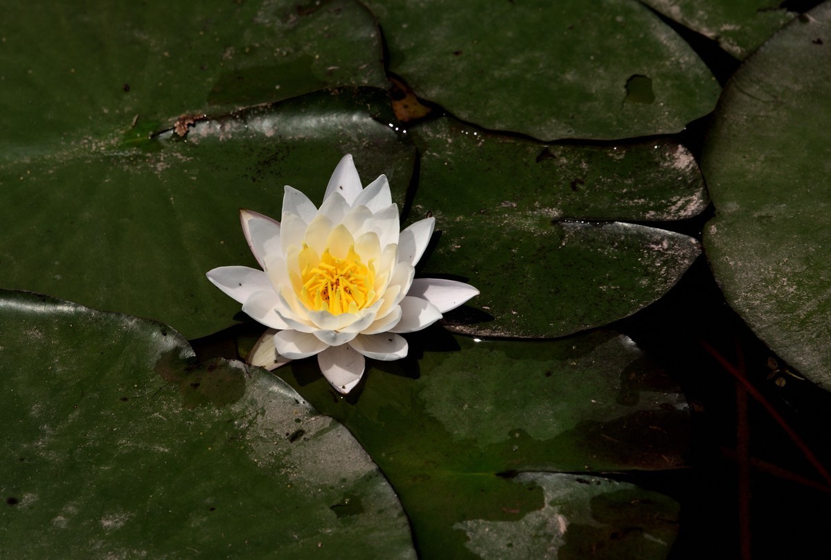 邛海国家湿地公园——烟雨鹭洲【下】