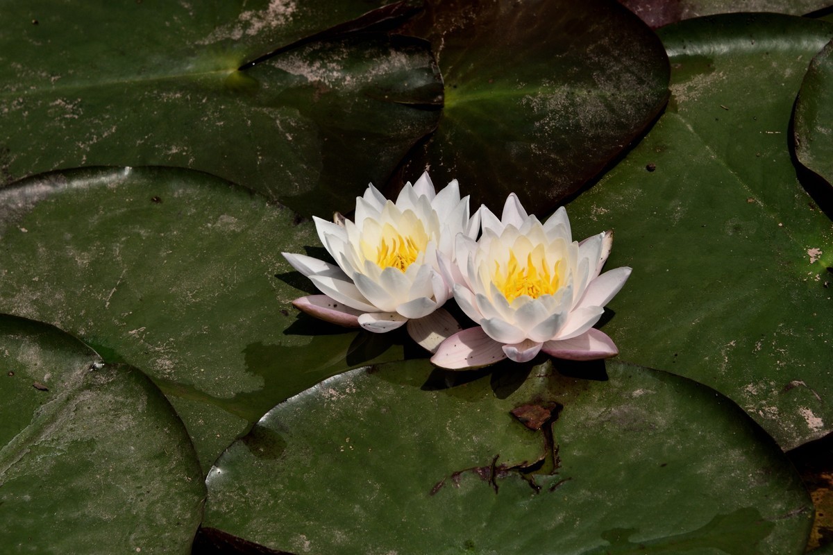 邛海国家湿地公园——烟雨鹭洲【下】