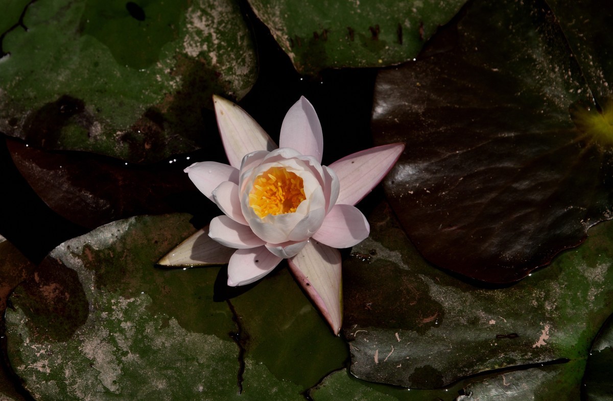 邛海国家湿地公园——烟雨鹭洲【下】