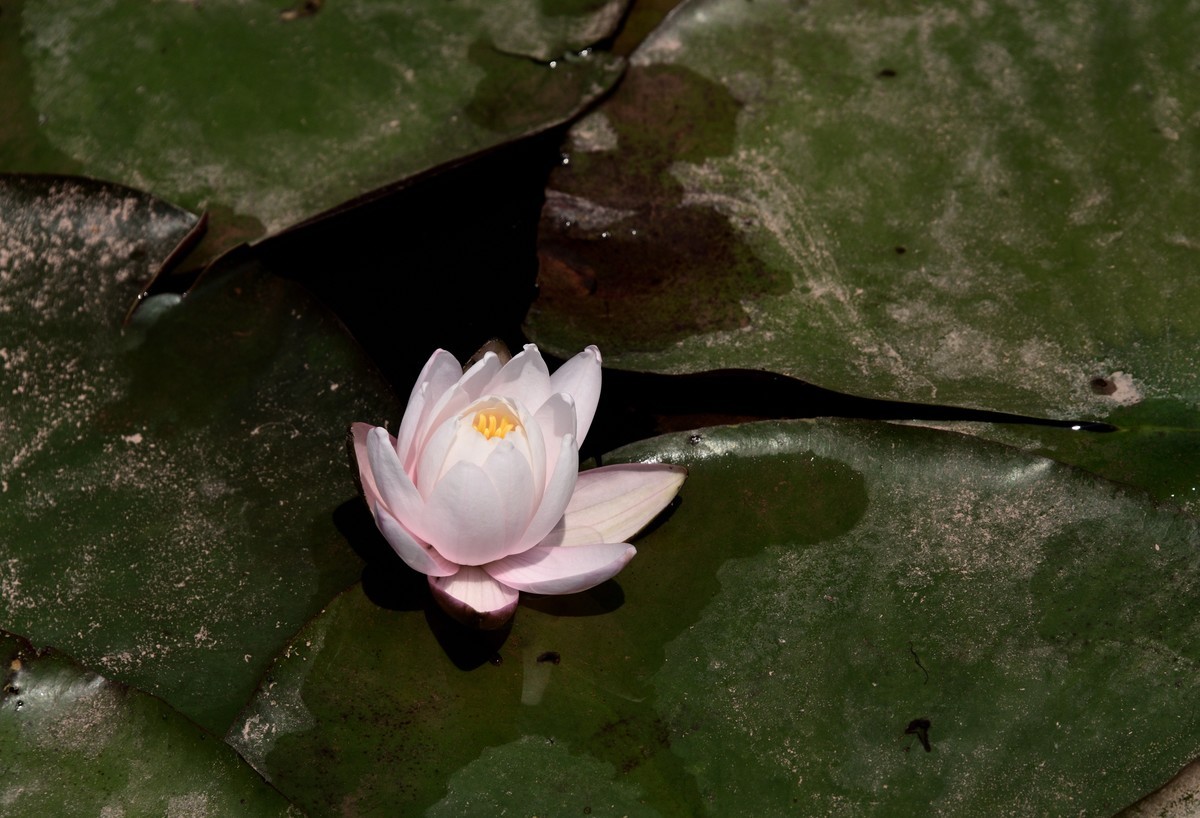 邛海国家湿地公园——烟雨鹭洲【下】