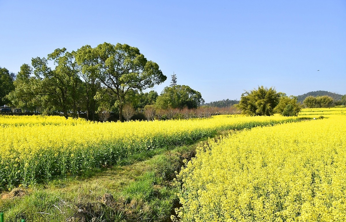 武汉油菜花