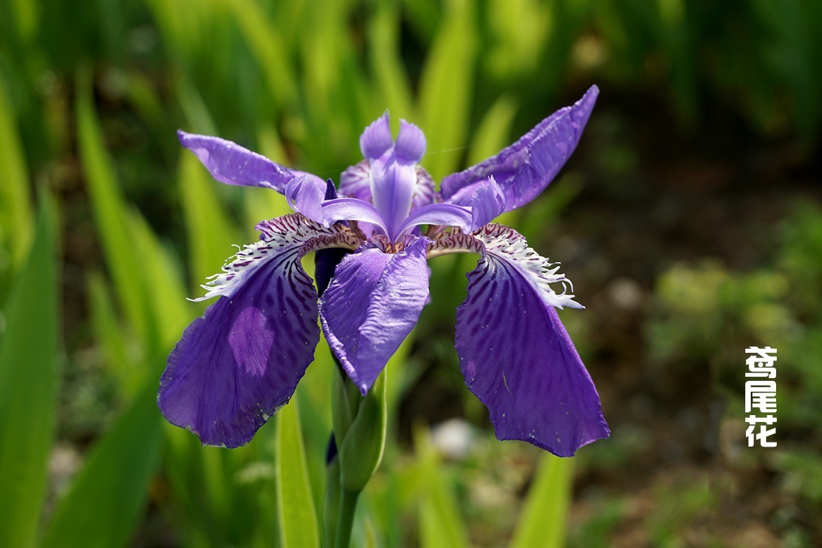 鸢尾花