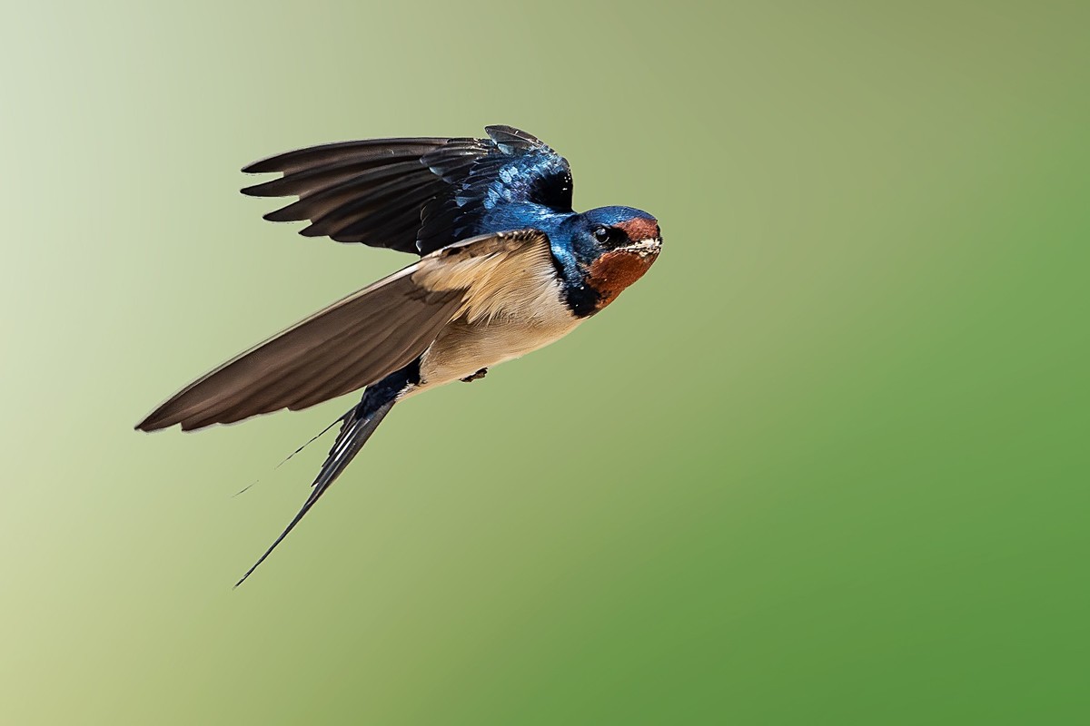 翅湿沾微雨，泥香带落花。