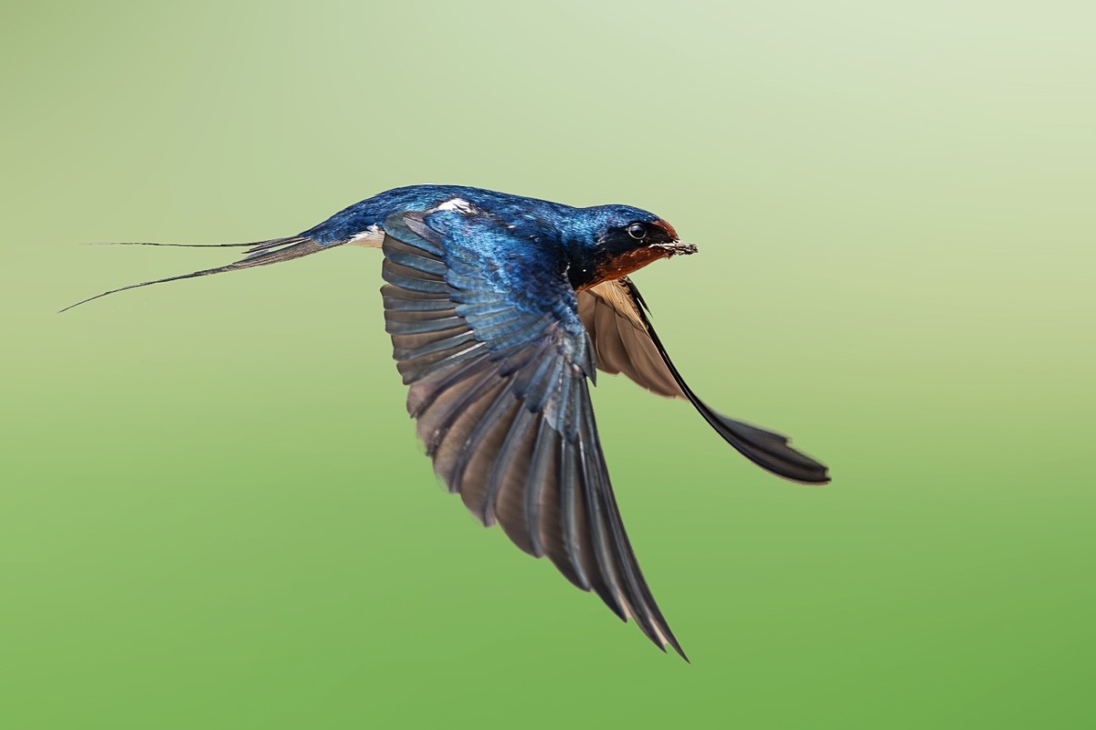 翅湿沾微雨，泥香带落花。