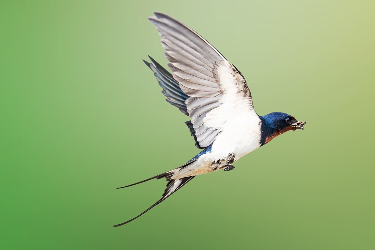 翅湿沾微雨，泥香带落花。