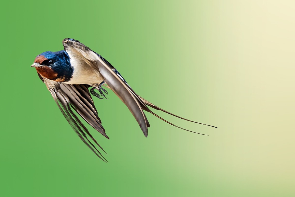 翅湿沾微雨，泥香带落花。