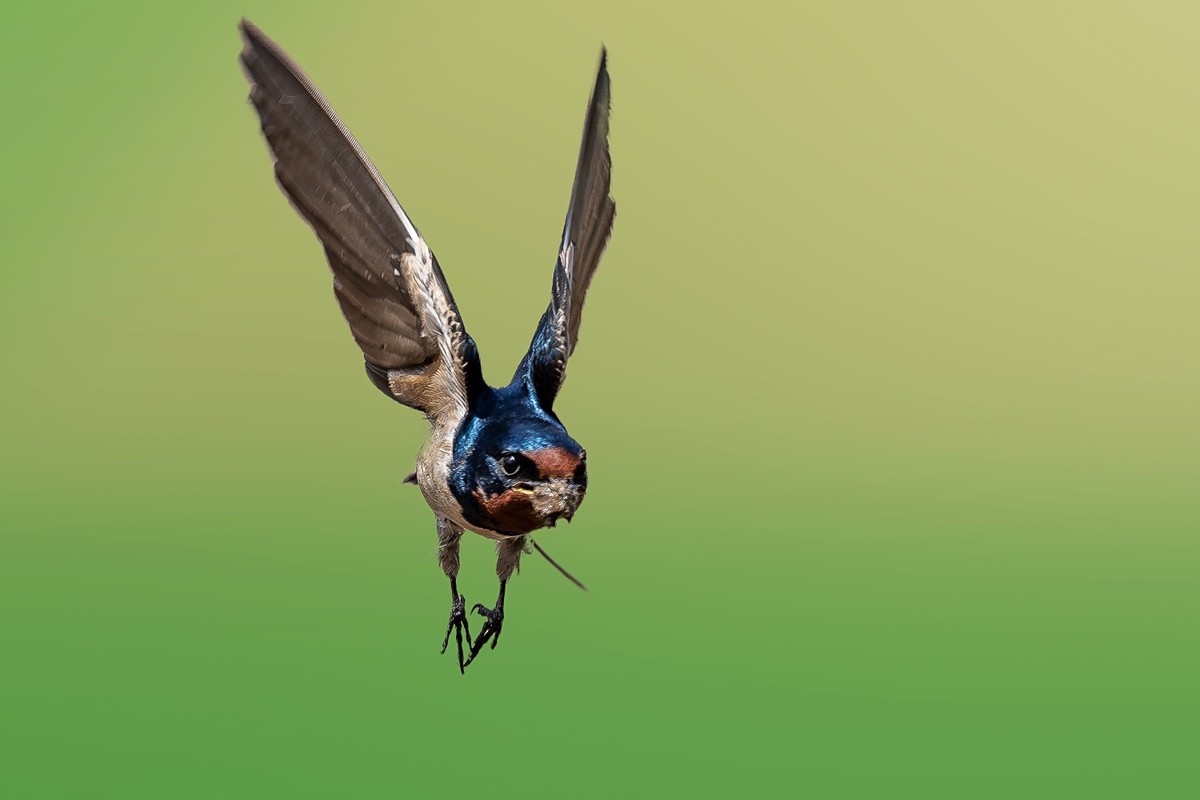 翅湿沾微雨，泥香带落花。