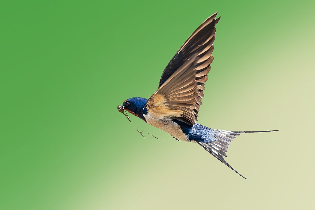 翅湿沾微雨，泥香带落花。