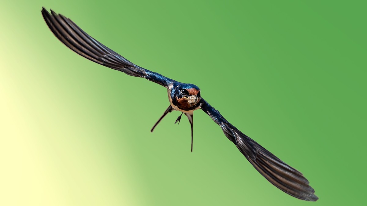 翅湿沾微雨，泥香带落花。